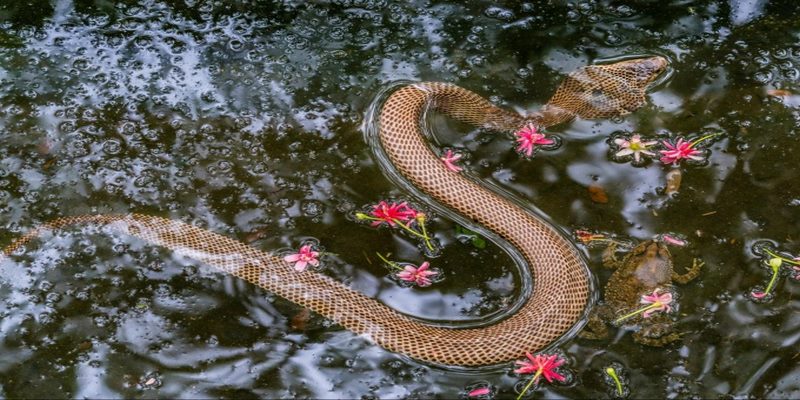 Giấc mộng về rắn có thể là may hoặc không may